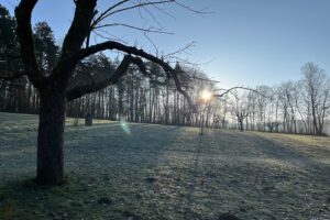 Wintersonne auf der Obstwiese