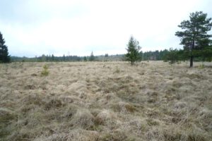 Blick ins Schwarze Bruch