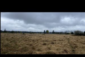 Renaturierte Moorfläche