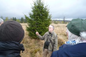 Pfeifengras typisches Gras in Feuchtheiden