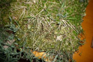 Torfmoos zum Anfassen