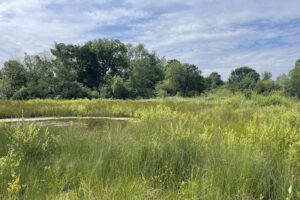 Biotope der Tongruben