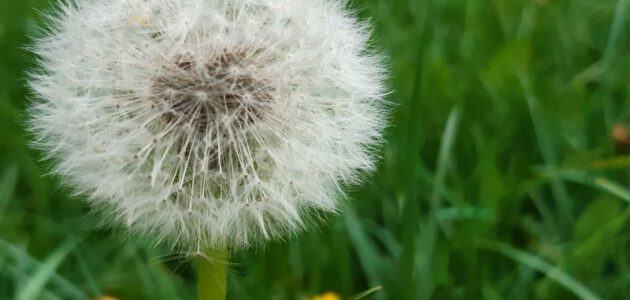FrauenFrühstück _Pusteblume